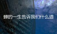 蟬的一生告訴我們什么道理 蟬的一生有什么道理