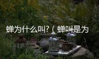蟬為什么叫?（蟬叫是為了什么）