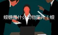 蠑螈是什么動(dòng)物圖片（蠑螈是什么）
