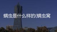螨蟲是什么樣的(螨蟲窩是什么樣的)