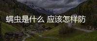 螨蟲(chóng)是什么 應(yīng)該怎樣防治螨蟲(chóng)