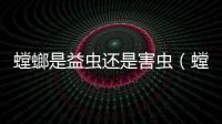 螳螂是益蟲還是害蟲（螳螂是益蟲嗎）
