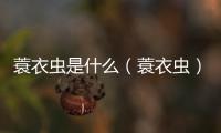 蓑衣蟲是什么（蓑衣蟲）