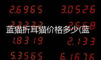 藍貓折耳貓價格多少(藍貓折耳貓多少錢一只)