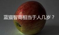 藍貓智商相當于人幾歲？ 英短藍貓智商相當于人幾歲