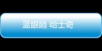 藍眼睛 哈士奇