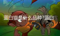 藍白貓是什么品種?藍白貓多少錢一只?