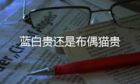 藍白貴還是布偶貓貴
