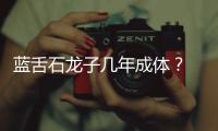 藍舌石龍子幾年成體？ 藍舌石龍子壽命