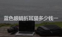 藍色眼睛折耳貓多少錢一只(藍色眼睛折耳貓是什么品種)