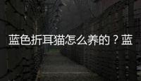 藍色折耳貓怎么養(yǎng)的？藍色折耳貓是什么品種