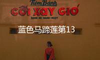 藍色馬蹄蓮第13
