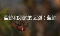 藍鯨和須鯨的區別（藍鯨是須鯨還是齒鯨）