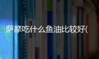 薩摩吃什么魚油比較好(薩摩吃什么狗糧)