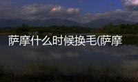 薩摩什么時候換毛(薩摩什么時候絕育)
