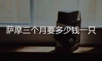 薩摩三個月要多少錢一只幼犬  薩摩3個月多少錢