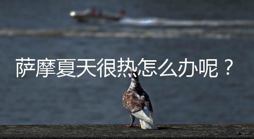 薩摩夏天很熱怎么辦呢？薩摩夏天怎么降溫
