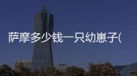 薩摩多少錢一只幼崽子(薩摩多少錢一只幼崽)