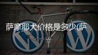 薩摩耶犬價格是多少(薩摩耶犬的價格多少錢一只)