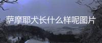 薩摩耶犬長什么樣呢圖片？薩摩耶犬特征
