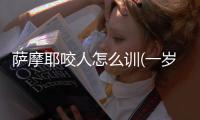 薩摩耶咬人怎么訓(一歲的薩摩耶怎么訓)