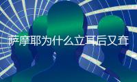 薩摩耶為什么立耳后又耷拉了？薩摩耶耳朵立起來是什么意思