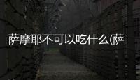 薩摩耶不可以吃什么(薩摩耶吃什么食物)
