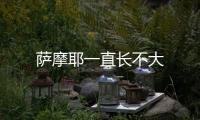 薩摩耶一直長不大