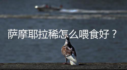 薩摩耶拉稀怎么喂食好？薩摩耶幼犬拉肚子老是不好,怎么辦