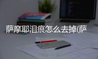 薩摩耶淚痕怎么去掉(薩摩耶有淚痕怎么去掉)