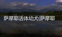 薩摩耶活體幼犬(薩摩耶的活動(dòng))