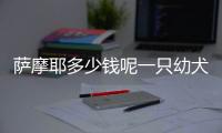 薩摩耶多少錢呢一只幼犬？薩摩耶狗狗多少錢