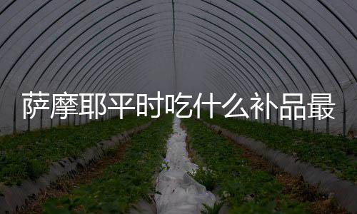 薩摩耶平時吃什么補品最好？薩摩耶吃什么最好