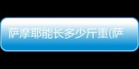 薩摩耶能長多少斤重(薩摩耶能長多大)