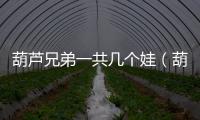 葫蘆兄弟一共幾個娃（葫蘆娃有幾個兄弟）