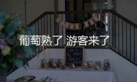 葡萄熟了 游客來了