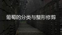 葡萄的分類與整形修剪
