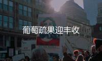 葡萄疏果迎豐收