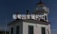 葡萄園里管護(hù)忙