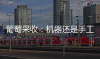 葡萄采收：機器還是手工？