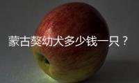 蒙古獒幼犬多少錢一只？ 蒙古獒多少錢