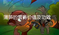 蒲筍的營養價值及功效 蒲筍