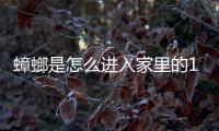 蟑螂是怎么進(jìn)入家里的17樓（蟑螂是怎么進(jìn)入家里的）
