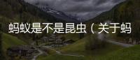 螞蟻是不是昆蟲（關于螞蟻是不是昆蟲的基本情況說明介紹）