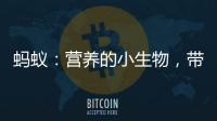 螞蟻：營養的小生物，帶給你健康與活力！