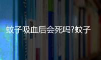 蚊子吸血后會(huì)死嗎?蚊子吸血是為了什么