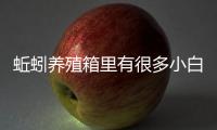 蚯蚓養殖箱里有很多小白蟲卵（蚯蚓養殖箱）