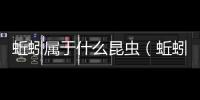 蚯蚓屬于什么昆蟲（蚯蚓是昆蟲嗎）