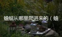 蛐蜒從哪里爬進(jìn)來的（蛐蜒）