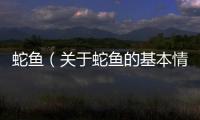 蛇魚（關于蛇魚的基本情況說明介紹）